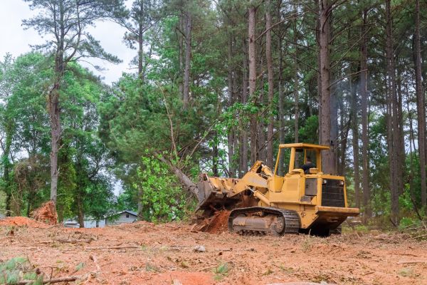 Trees Clearing in Frankfort