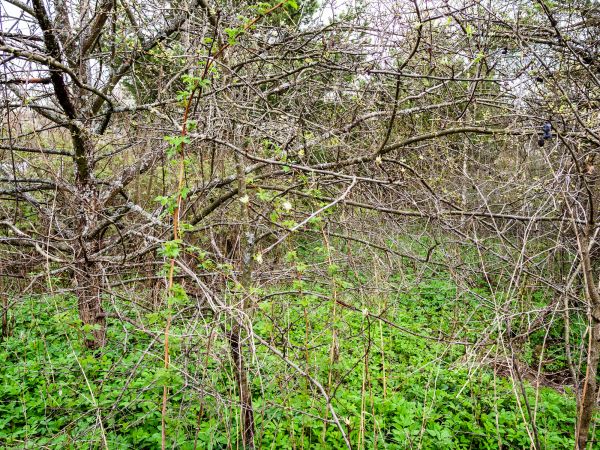 Underbrush Clearing in Frankfort