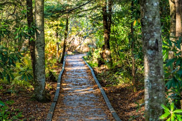 Cost of Trail Clearing in Frankfort