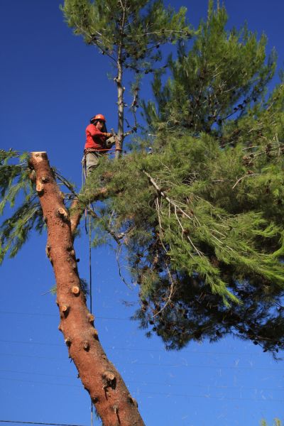 Pine Tree Cutting